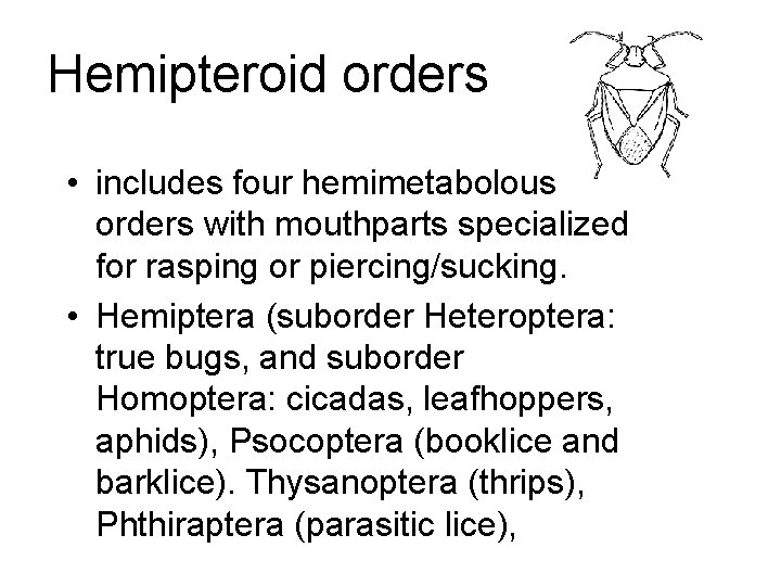 Hemipteroid orders • includes four hemimetabolous orders with mouthparts specialized for rasping or piercing/sucking.
