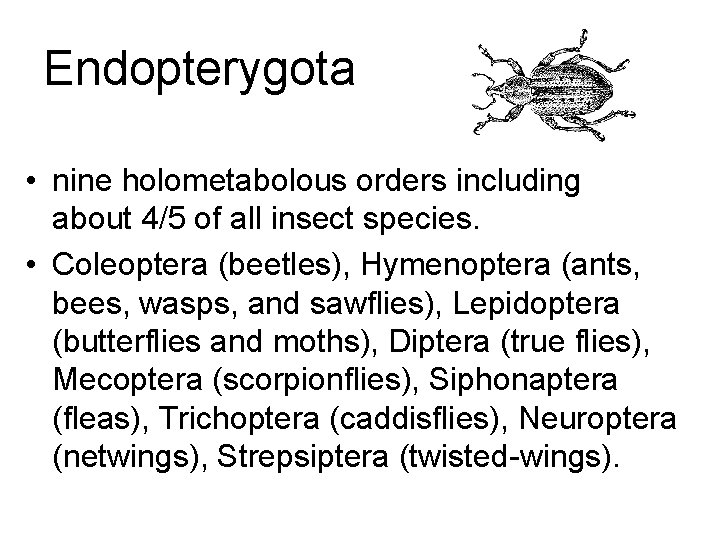 Endopterygota • nine holometabolous orders including about 4/5 of all insect species. • Coleoptera