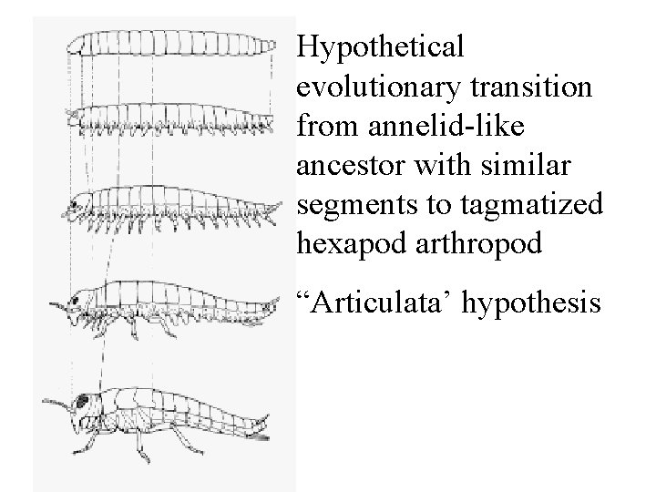 Hypothetical evolutionary transition from annelid-like ancestor with similar segments to tagmatized hexapod arthropod “Articulata’