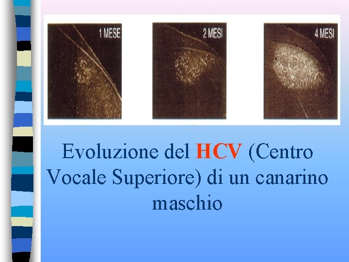 Evoluzione del HCV (Centro Vocale Superiore) di un canarino maschio 