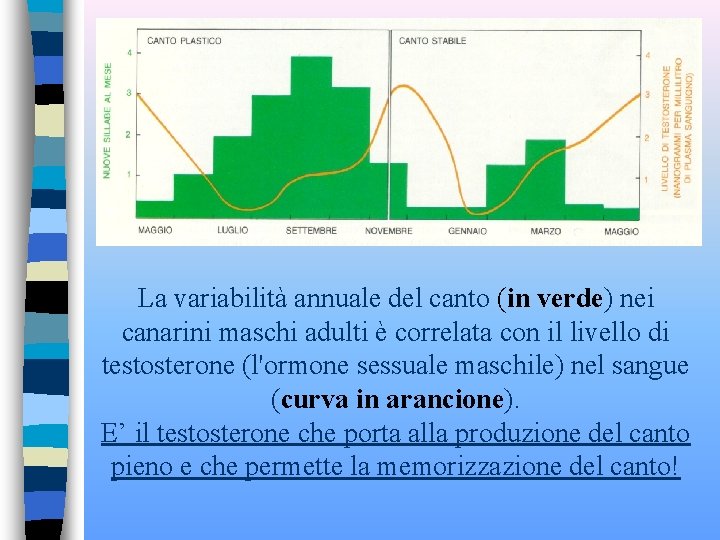 La variabilità annuale del canto (in verde) nei canarini maschi adulti è correlata con