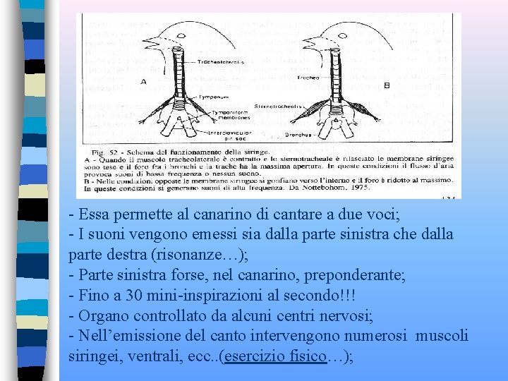 - Essa permette al canarino di cantare a due voci; - I suoni vengono