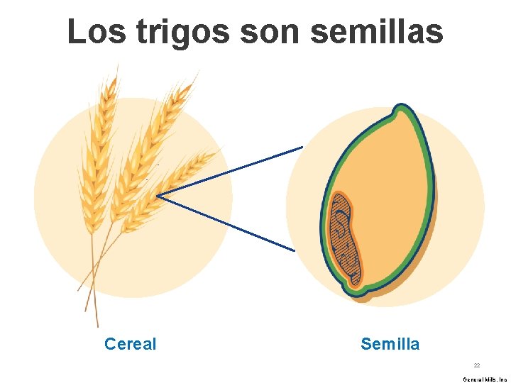 Los trigos son semillas Cereal Semilla 22 General Mills, Inc 
