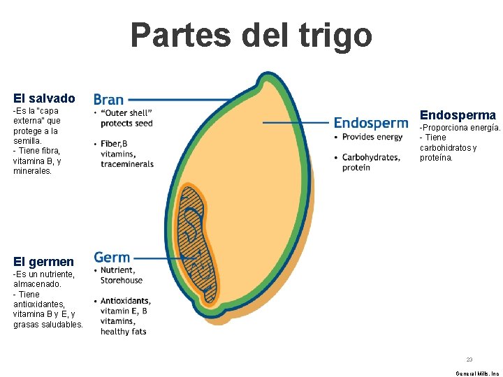 Partes del trigo El salvado -Es la “capa externa” que protege a la semilla.