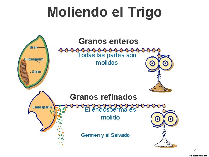 Moliendo el Trigo Bran Endosperm Granos enteros Todas las partes son molidas Germ Granos