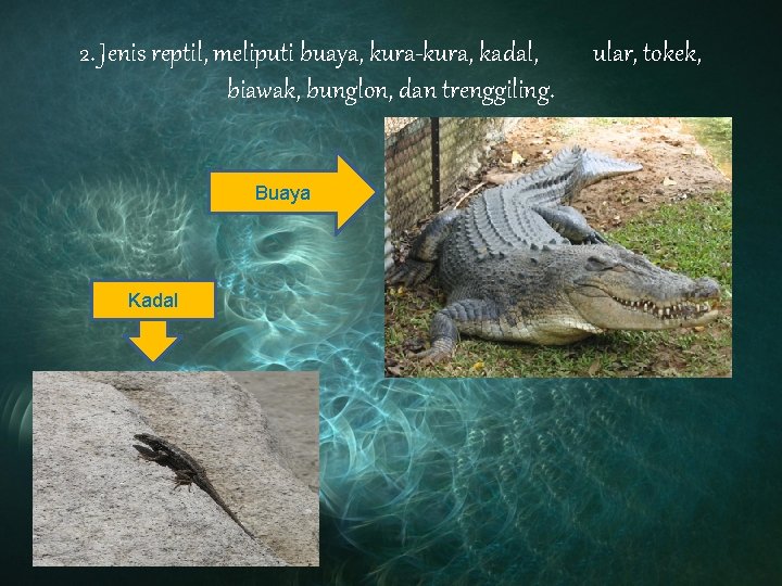 2. Jenis reptil, meliputi buaya, kura-kura, kadal, biawak, bunglon, dan trenggiling. Buaya Kadal ular,