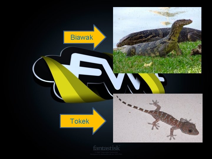 Biawak Tokek 