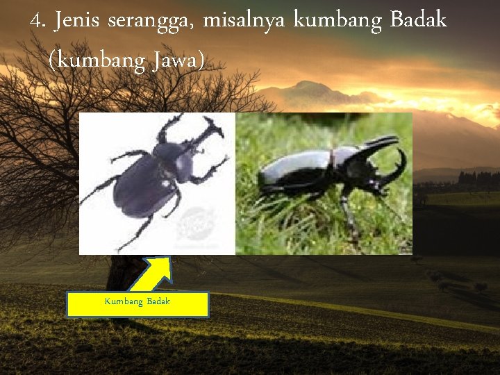 4. Jenis serangga, misalnya kumbang Badak (kumbang Jawa) Kumbang Badak 