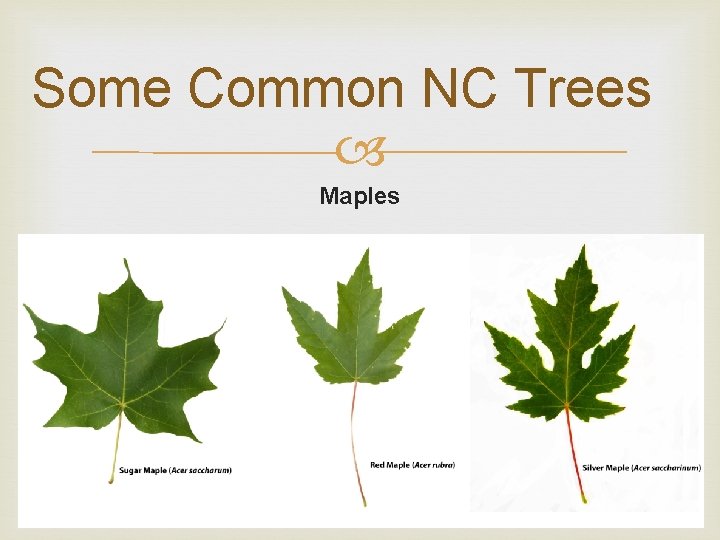 Some Common NC Trees Maples 