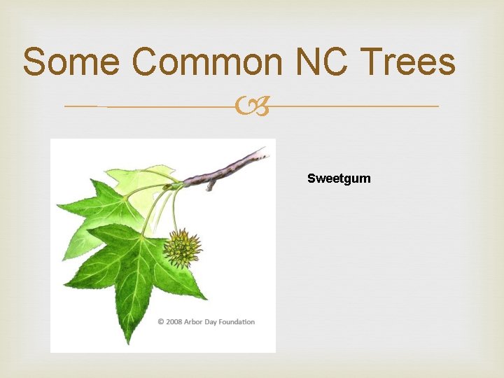 Some Common NC Trees Sweetgum 