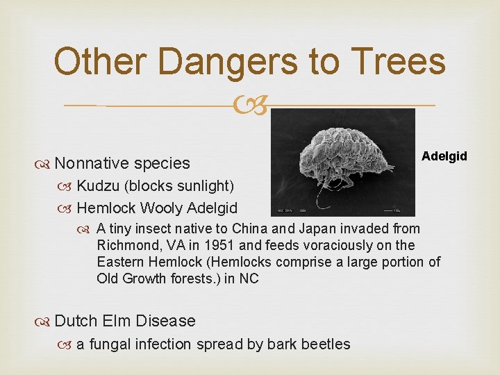 Other Dangers to Trees Nonnative species Adelgid Kudzu (blocks sunlight) Hemlock Wooly Adelgid A