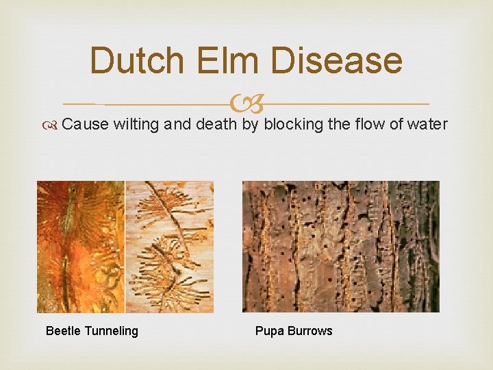 Dutch Elm Disease Cause wilting and death by blocking the flow of water Beetle