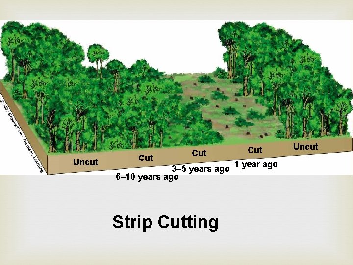 Uncut Cut Cut 3– 5 years ago 1 year ago 6– 10 years ago