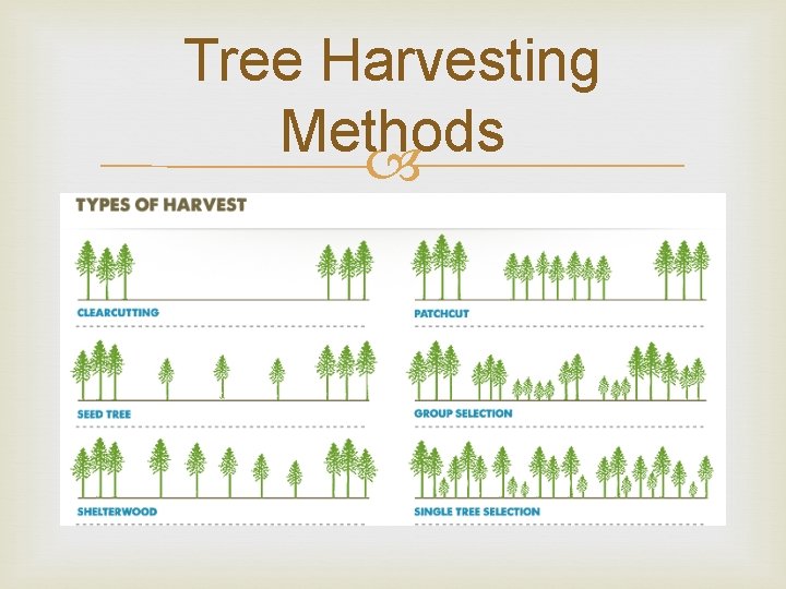 Tree Harvesting Methods 