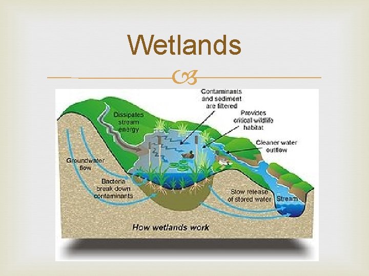 Wetlands 