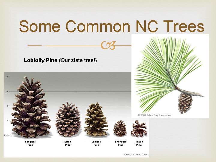 Some Common NC Trees Loblolly Pine (Our state tree!) 