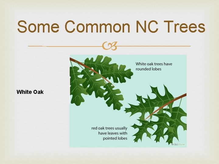 Some Common NC Trees White Oak 