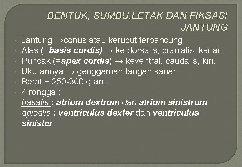 BENTUK, SUMBU, LETAK DAN FIKSASI JANTUNG Jantung →conus atau kerucut terpancung Alas (=basis cordis)