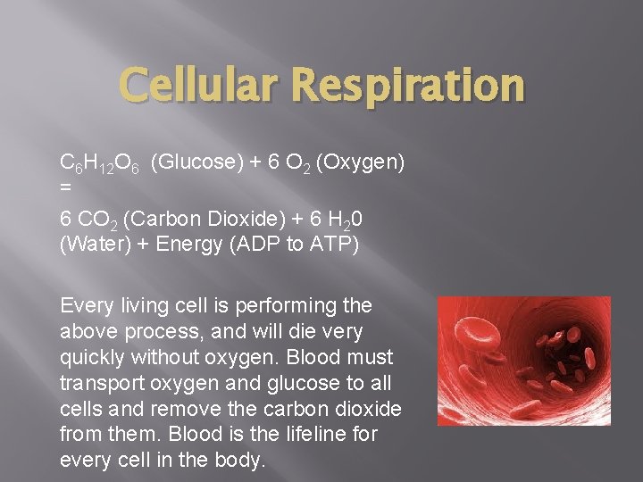 Cellular Respiration C 6 H 12 O 6 (Glucose) + 6 O 2 (Oxygen)