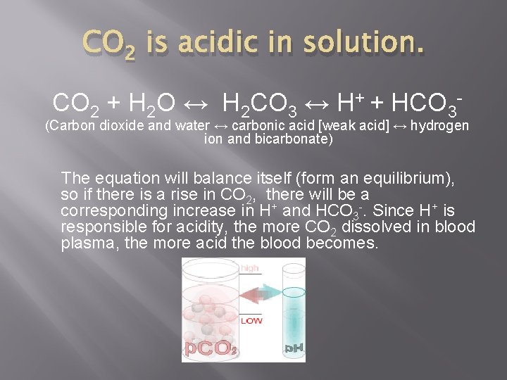 CO 2 is acidic in solution. CO 2 + H 2 O ↔ H