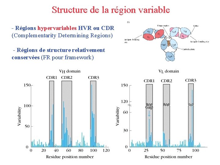 Structure de la région variable - Régions hypervariables HVR ou CDR (Complementarity Determining Regions)