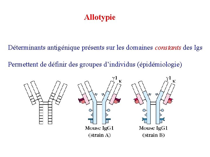 Allotypie Déterminants antigénique présents sur les domaines constants des Igs • Déterminants allotypiques Permettent