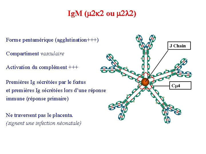 Ig. M (m 2 k 2 ou m 2 l 2) Forme pentamérique (agglutination+++)