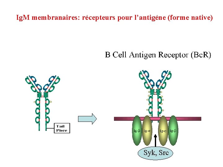 Ig. M membranaires: récepteurs pour l’antigéne (forme native) Syk, Src 