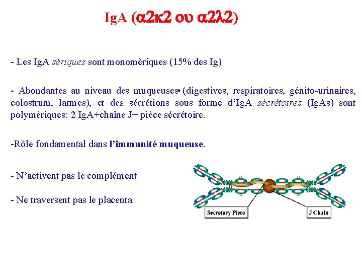 Ig. A (a 2 k 2 ou a 2 l 2) - Les Ig.