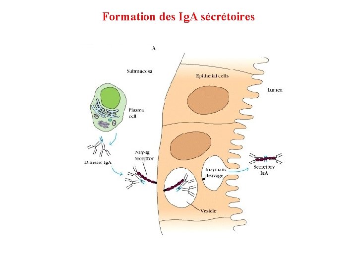 Formation des Ig. A sécrétoires 