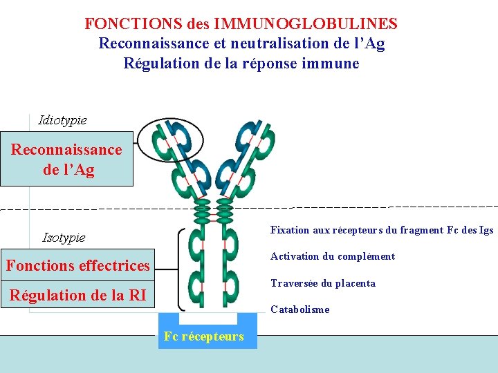 FONCTIONS des IMMUNOGLOBULINES Reconnaissance et neutralisation de l’Ag Régulation de la réponse immune Idiotypie