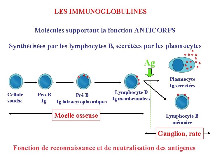 LES IMMUNOGLOBULINES Molécules supportant la fonction ANTICORPS Synthétisées par les lymphocytes B, sécrétées par