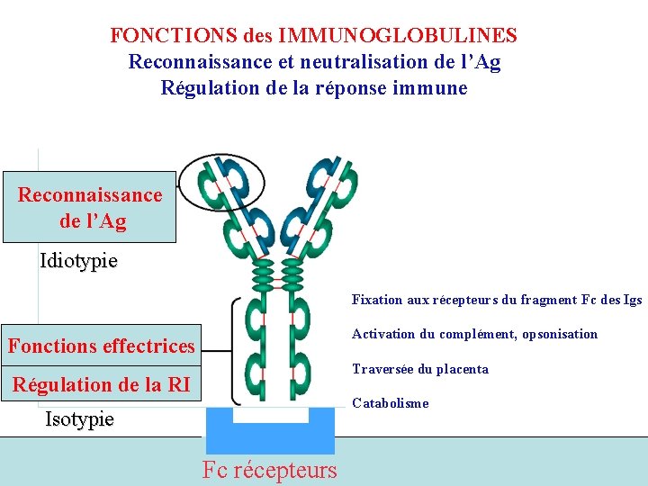 FONCTIONS des IMMUNOGLOBULINES Reconnaissance et neutralisation de l’Ag Régulation de la réponse immune Reconnaissance