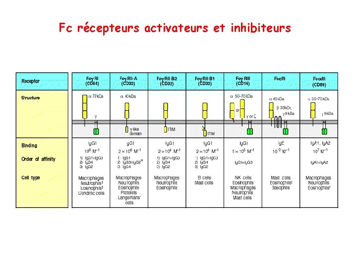 Fc récepteurs activateurs et inhibiteurs 