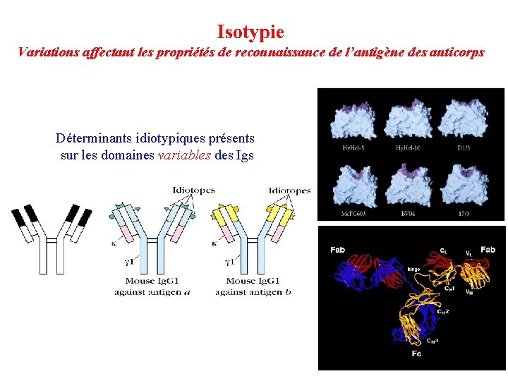 Isotypie Variations affectant les propriétés de reconnaissance de l’antigène des anticorps Déterminants idiotypiques présents