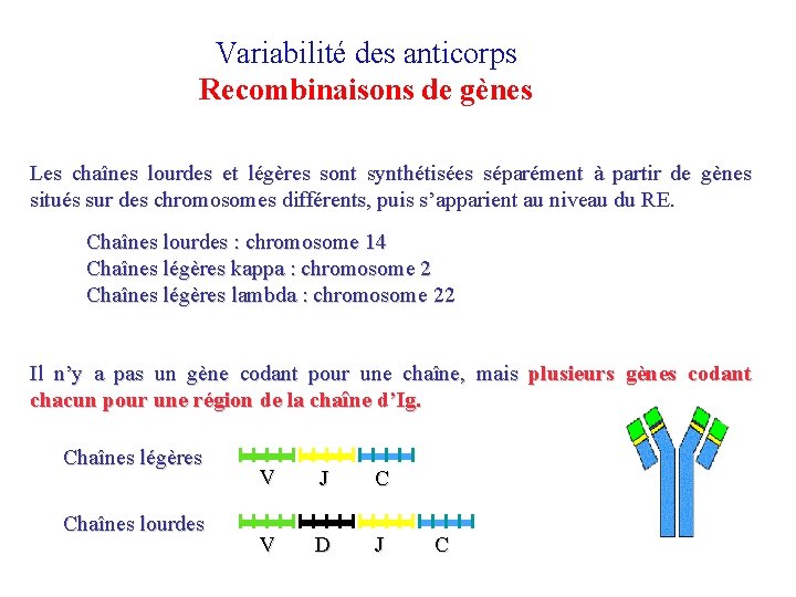 Variabilité des anticorps Recombinaisons de gènes Les chaînes lourdes et légères sont synthétisées séparément