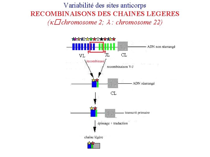 Variabilité des sites anticorps RECOMBINAISONS DES CHAINES LEGERES (k�: chromosome 2; l : chromosome