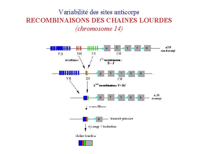 Variabilité des sites anticorps RECOMBINAISONS DES CHAINES LOURDES (chromosome 14) VH 