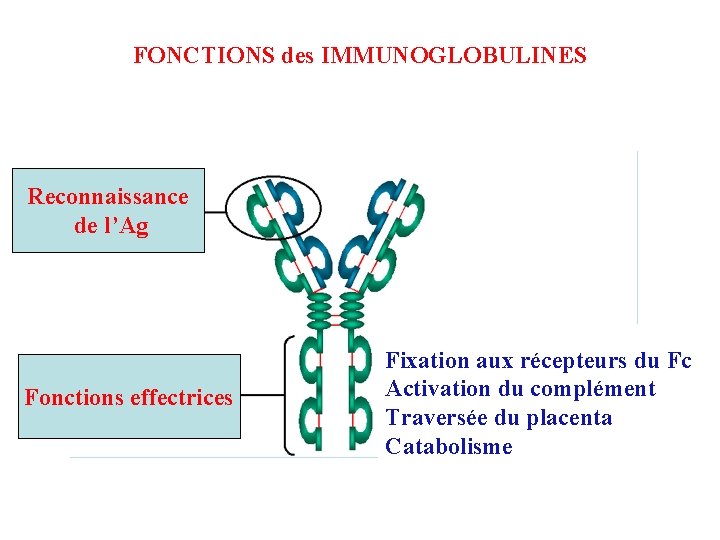 FONCTIONS des IMMUNOGLOBULINES Reconnaissance de l’Ag Fonctions effectrices Fixation aux récepteurs du Fc Activation