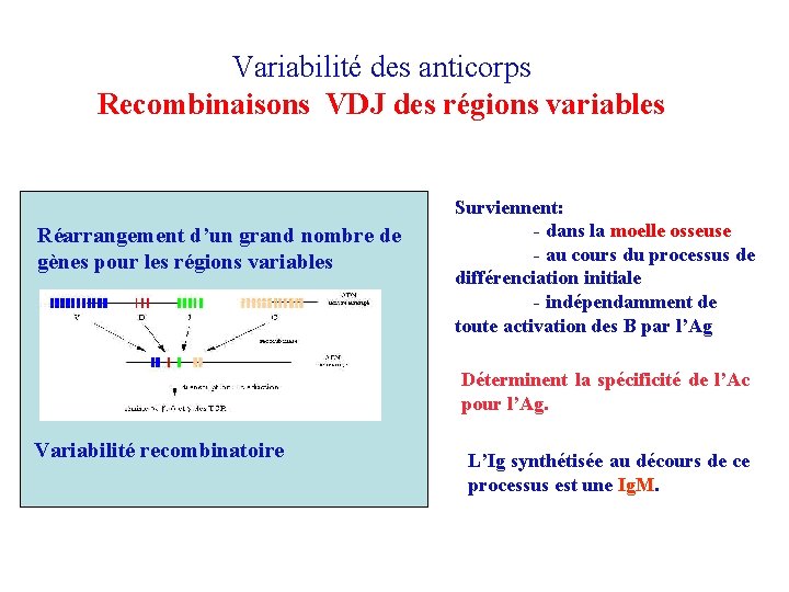 Variabilité des anticorps Recombinaisons VDJ des régions variables Réarrangement d’un grand nombre de gènes