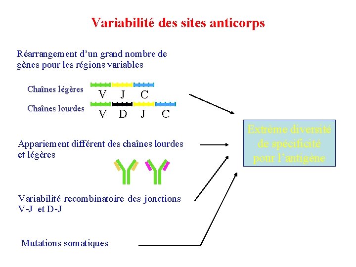 Variabilité des sites anticorps Réarrangement d’un grand nombre de gènes pour les régions variables
