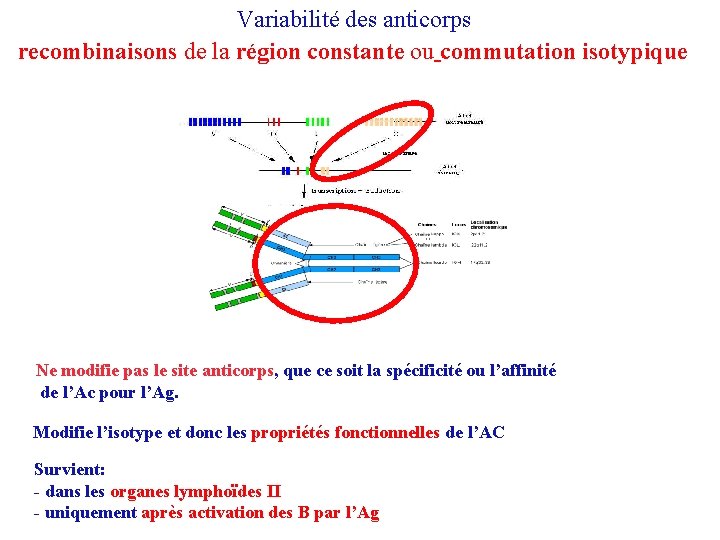 Variabilité des anticorps recombinaisons de la région constante ou commutation isotypique Ne modifie pas