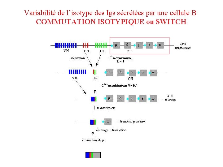 Variabilité de l’isotype des Igs sécrétées par une cellule B COMMUTATION ISOTYPIQUE ou SWITCH