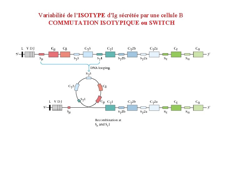 Variabilité de l’ISOTYPE d’Ig sécrétée par une cellule B COMMUTATION ISOTYPIQUE ou SWITCH 