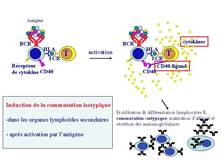 Antigène BCR B HLA TCR cytokines BCR T activation Récepteur de cytokine CD 40