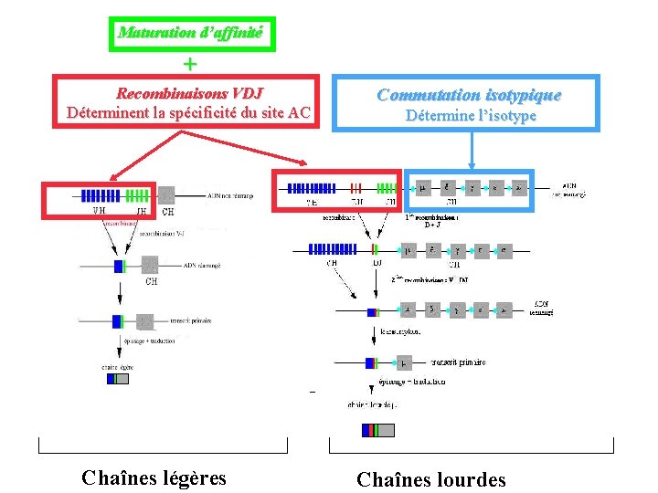 Maturation d’affinité + Recombinaisons VDJ Déterminent la spécificité du site AC Chaînes légères Commutation