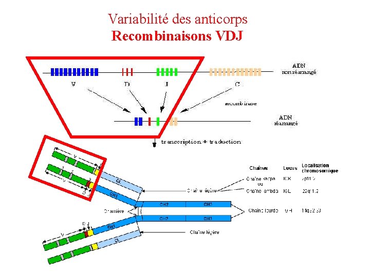 Variabilité des anticorps Recombinaisons VDJ 