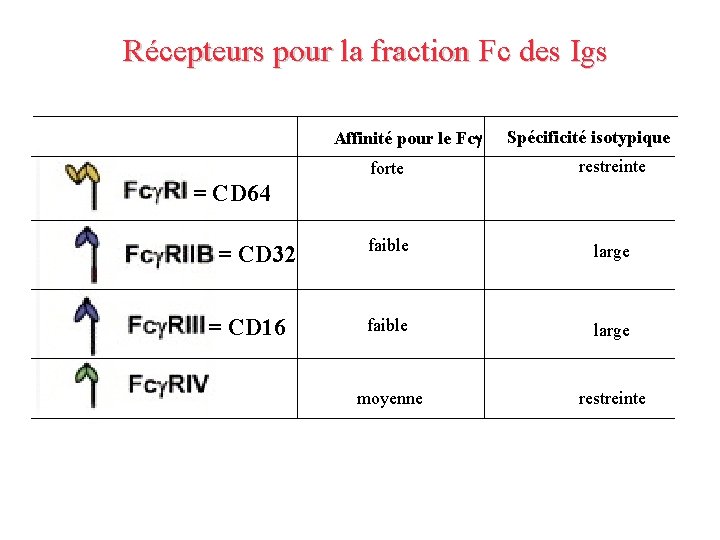 Récepteurs pour la fraction Fc des Igs Affinité pour le Fcg Spécificité isotypique forte