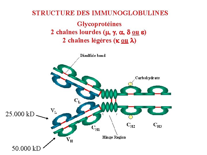 STRUCTURE DES IMMUNOGLOBULINES Glycoprotéines 2 chaînes lourdes (m, g, a, d ou e) 2