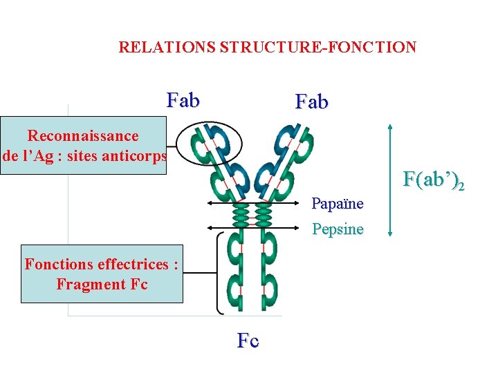 RELATIONS STRUCTURE-FONCTION Fab Reconnaissance de l’Ag : sites anticorps Papaïne Pepsine Fonctions effectrices :